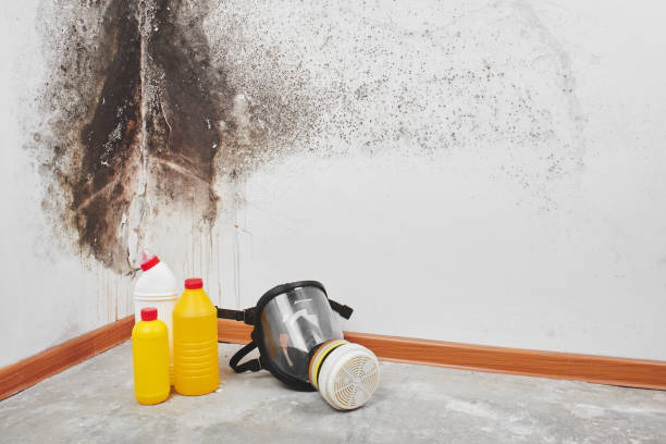 Best Mold Removal Near Me  in Malvern, IA
