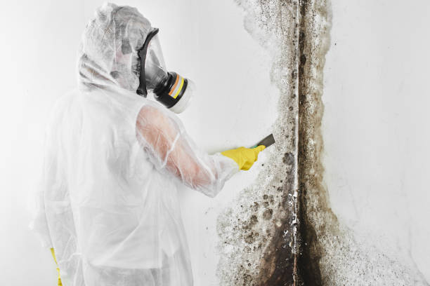 Best Home Mold Removal  in Malvern, IA