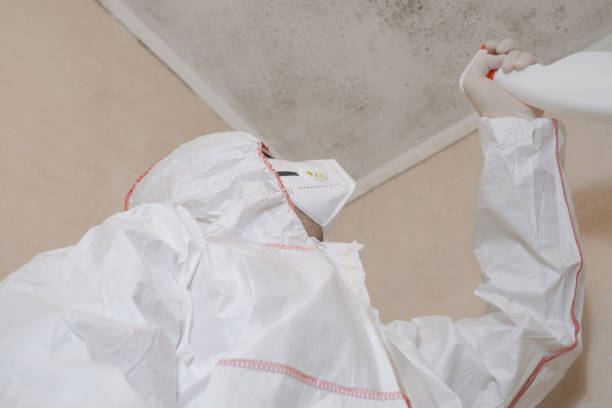 Attic Mold Removal in Malvern, IA