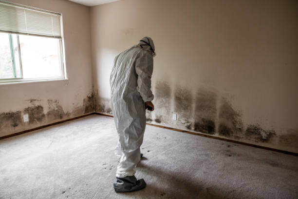 Best Mold Removal Process  in Malvern, IA