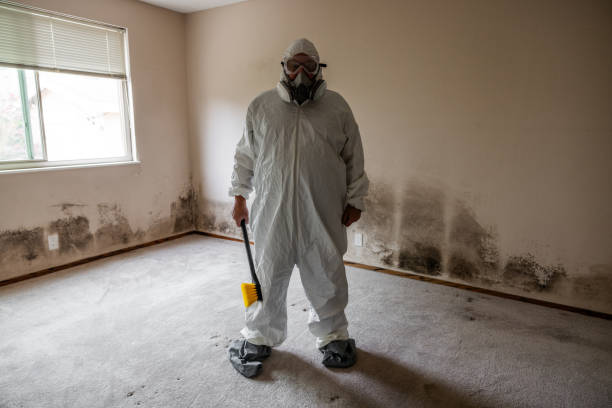 Best Mold Damage Repair  in Malvern, IA