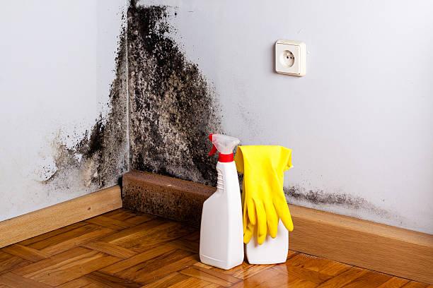 Best Office Mold Removal Services  in Malvern, IA
