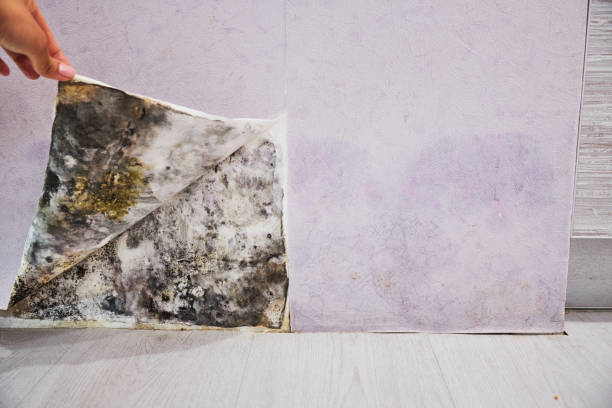 Best Mold Remediation  in Malvern, IA